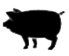 zhu